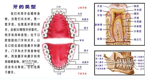 牙齒的功能|口腔科學/牙體解剖